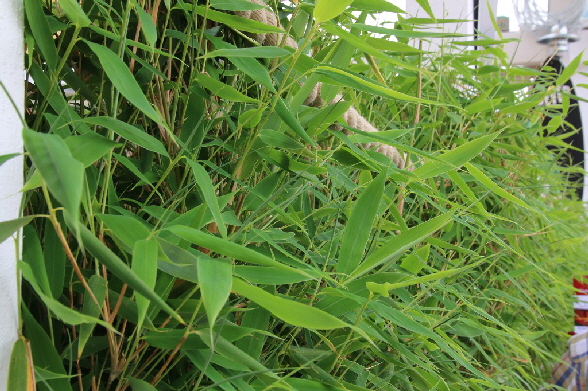 Nat�rliche Terrassendeko 