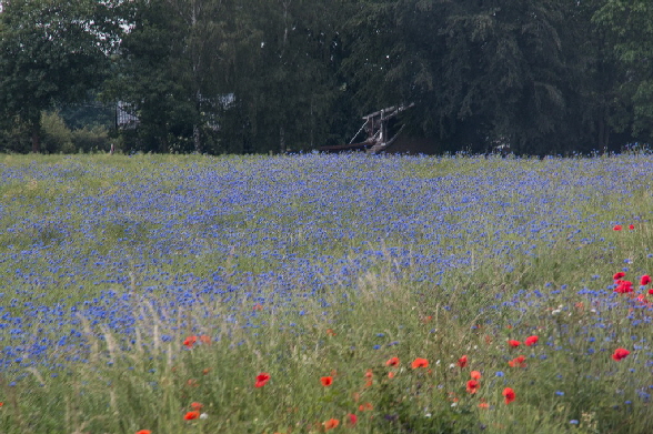 Wiese mit Mohn und Kornblumen immer h�ufiger wieder zu sehen
