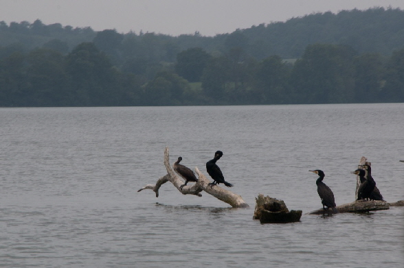 Kormorane warten auf den Einsatz