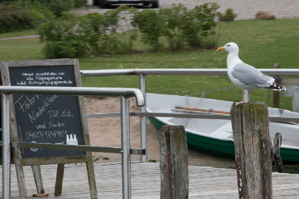 ... mit einer wachsamen M�we