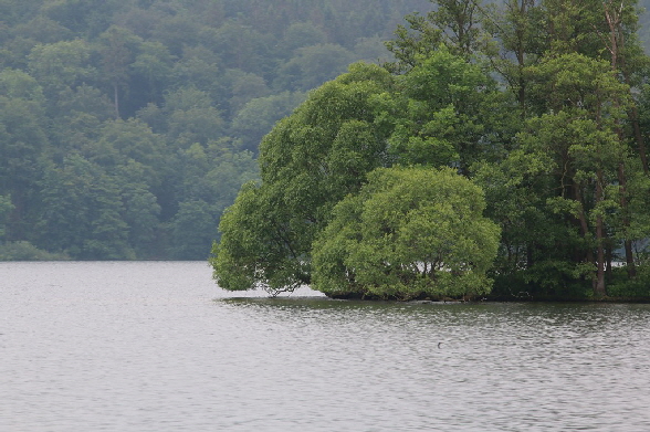 Insel mit weit �berh�ngenden B�umen am Ufer