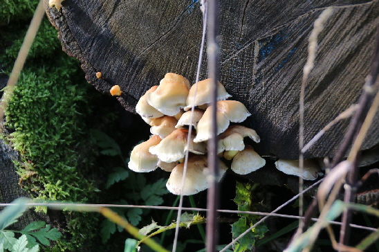 Pilze an einem gef�llten Baum