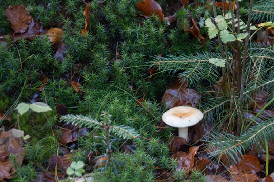 Pilzkulturen im Langenberger Forst