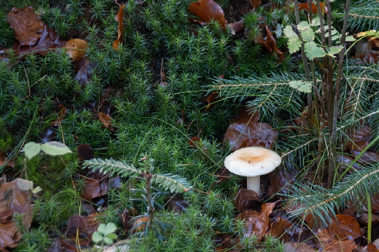 Pilzkulturen im Langenberger Forst
