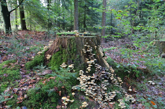 Hier auch  an einem Baumstumpf