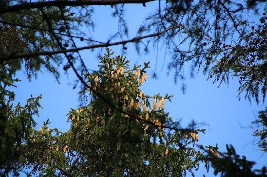 Reiche Ernte an den Fichten