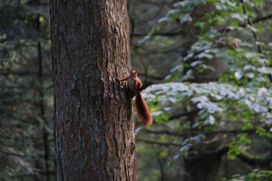 Ein Eichh�rnchen beobachtet uns