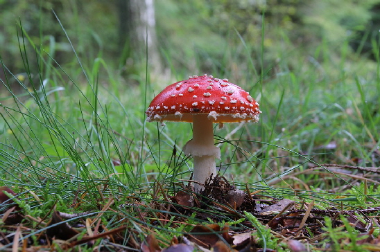 Ein Fliegenpilz wie in einem Bilderbuch