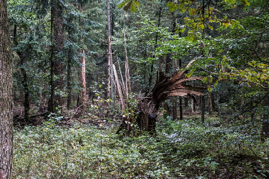 Eine Baumruine, Zeugnis vom Sturm "Christian" in 2013