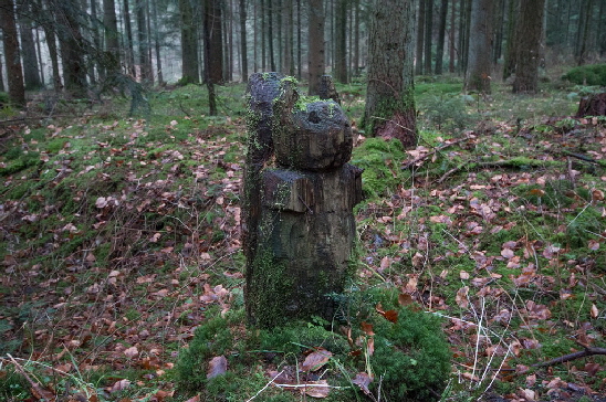 Ein Eichh�rnchen, welches nicht wegl�uft