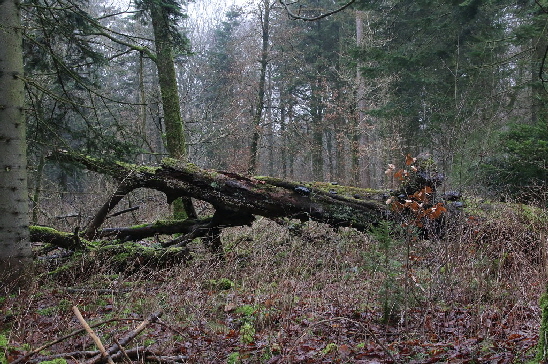 Eine Baumleiche im Naturwaldstck