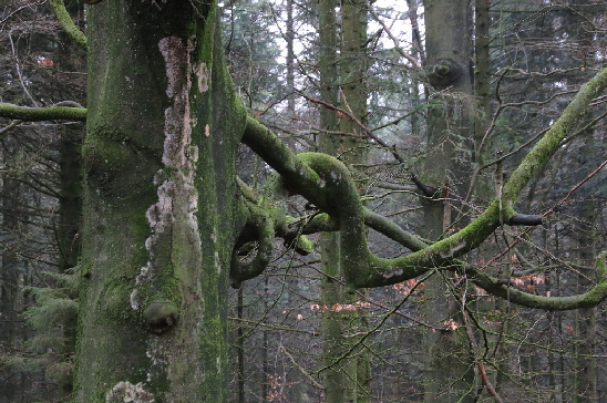 Verschlungene �ste einer Buche