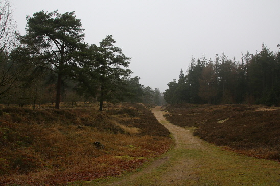 Der Ochsenweg im Westen des Langenberger Forstes
