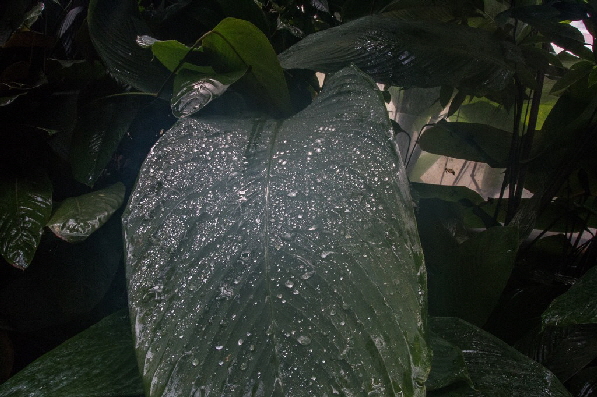 Kondenswasser auf den Bl�ttern, die Linse beschl�gt