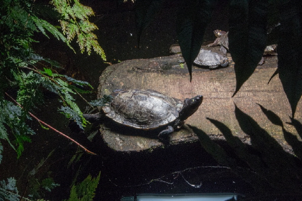 Schildkr�ten am Wasser