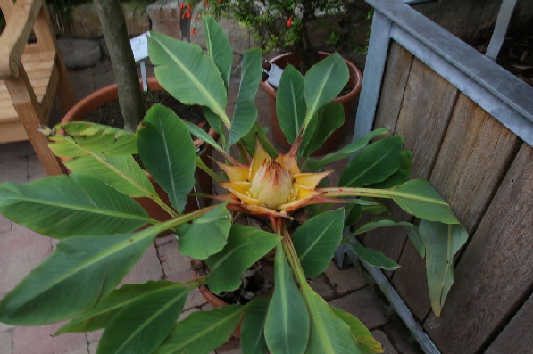 Eine exotische Bl�te