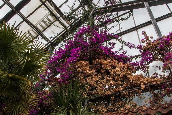 Bl�tenmeer bis in die Spitze des Gew�chshauses