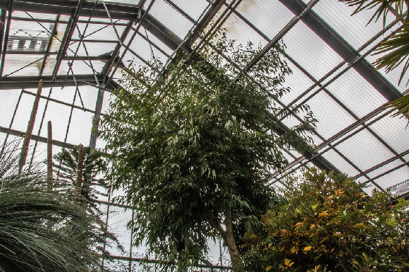 Die Pflanzen sind hier vor unserem Wetter gesch�tzt und f�hlen sich wohl ...