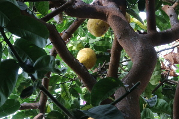 Auch reife Fr�chte sind vorhanden