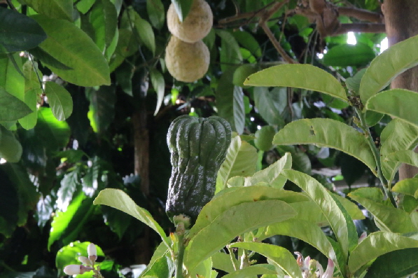 Auch eine Zitronenart