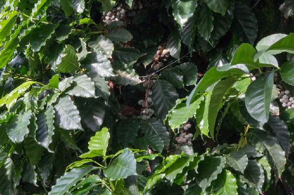 Kaffeebohnen nach der Reife als rote Kirsche