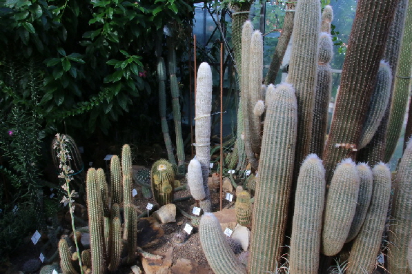 Kakteen in der W�ste