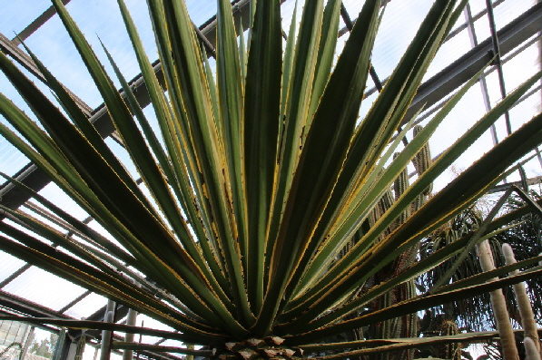 Eine riesige Agave