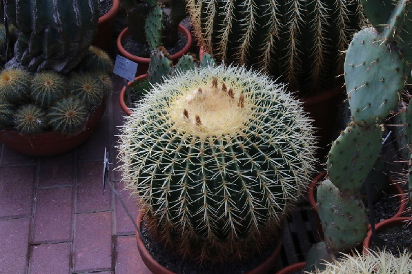 "Schwiegermutterstuhl"