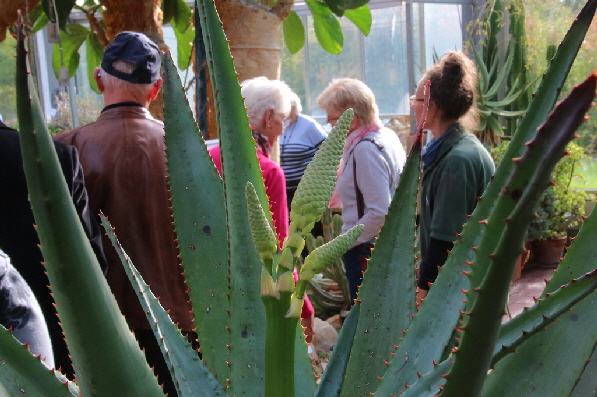 Fruchtst�nde einer Agave