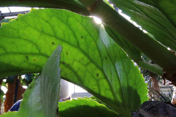 Durch Gegenlicht werden die Rippen sichtbar