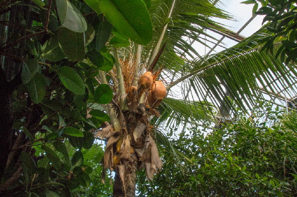 Die Sonne strahlt die Kokosn�sse an