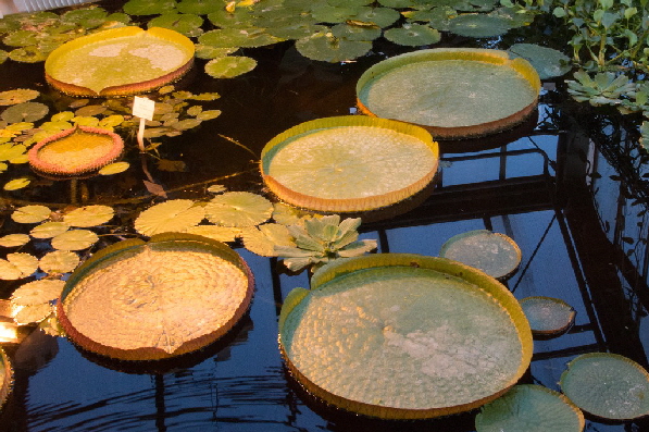 Seerosen auf dem Wasser schwimmend