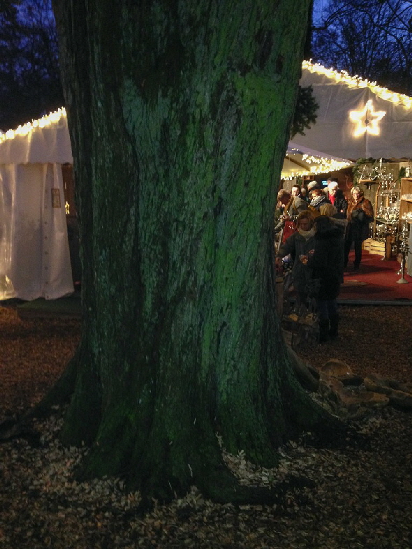 Eine m�chtige Eiche steht auf dem Hof, ~5m im Umfang