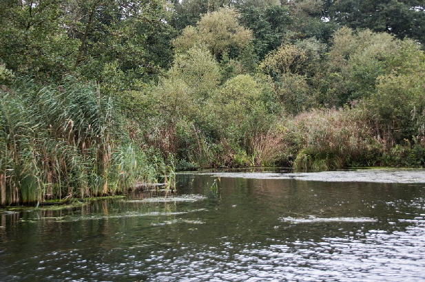 Dicht bewachsene Uferregionen