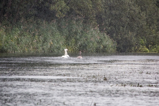 Schw�ne auf der Schwentine