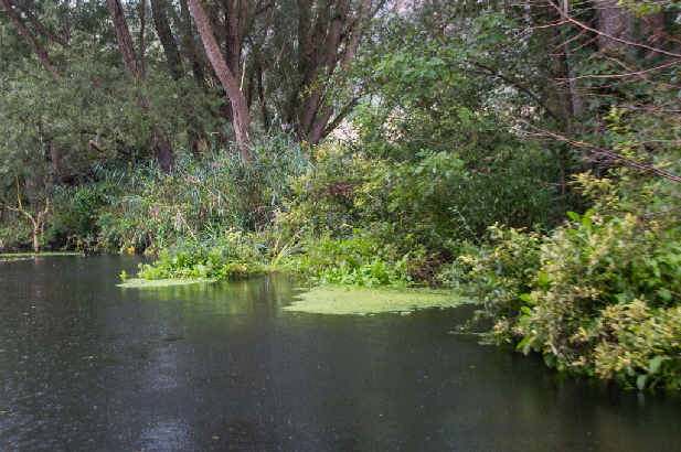 Entengr�tze auf dem Wasser