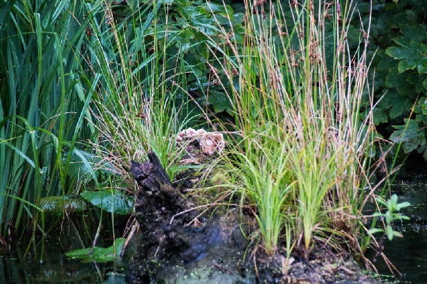 Pilzkulturen auf vermoderten Baumst�mmen