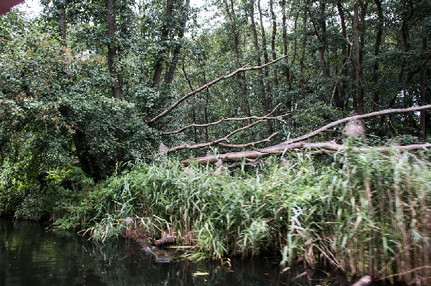 Sterbende B�ume am Ufer ...