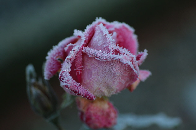 Gefrostete Rose