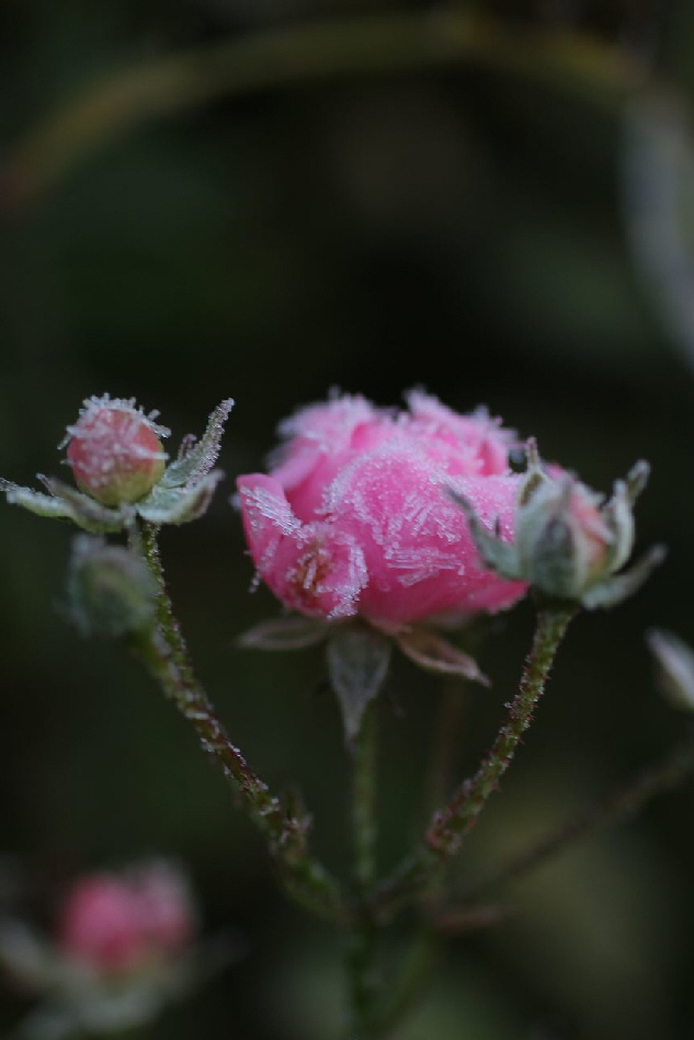 Rose mit Rauhreif