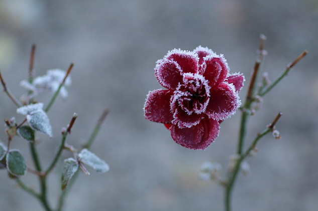 Rauhreif auf der Bl�te