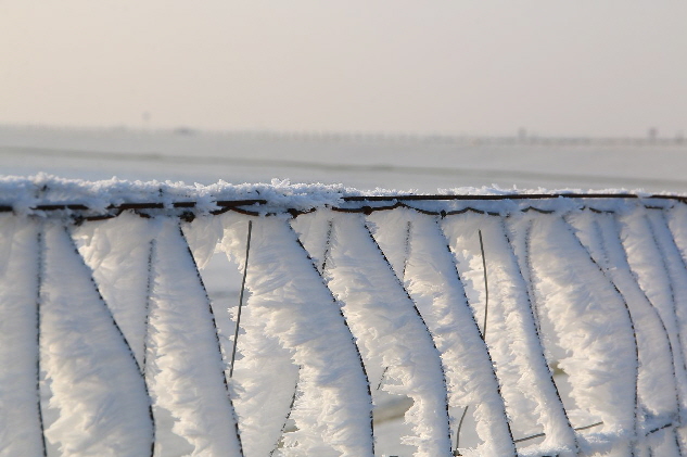 Reifgebilde an einem Zaun auf Nordstrand