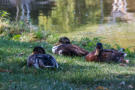 Die Entengruppe macht Rast am Ufer