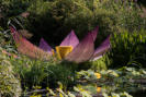 Eine künstliche Lotusblüte