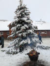 Die Weihnachtstanne auf Gut Steinwehr.