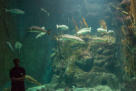 Fische im Aquarium ...
