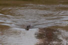 Ein Otter schwimmt heran