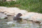 Die Fütterung lockt die Otter aus ihren Verstecken