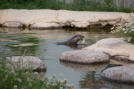 Otter sind sehr gute Schwimmer